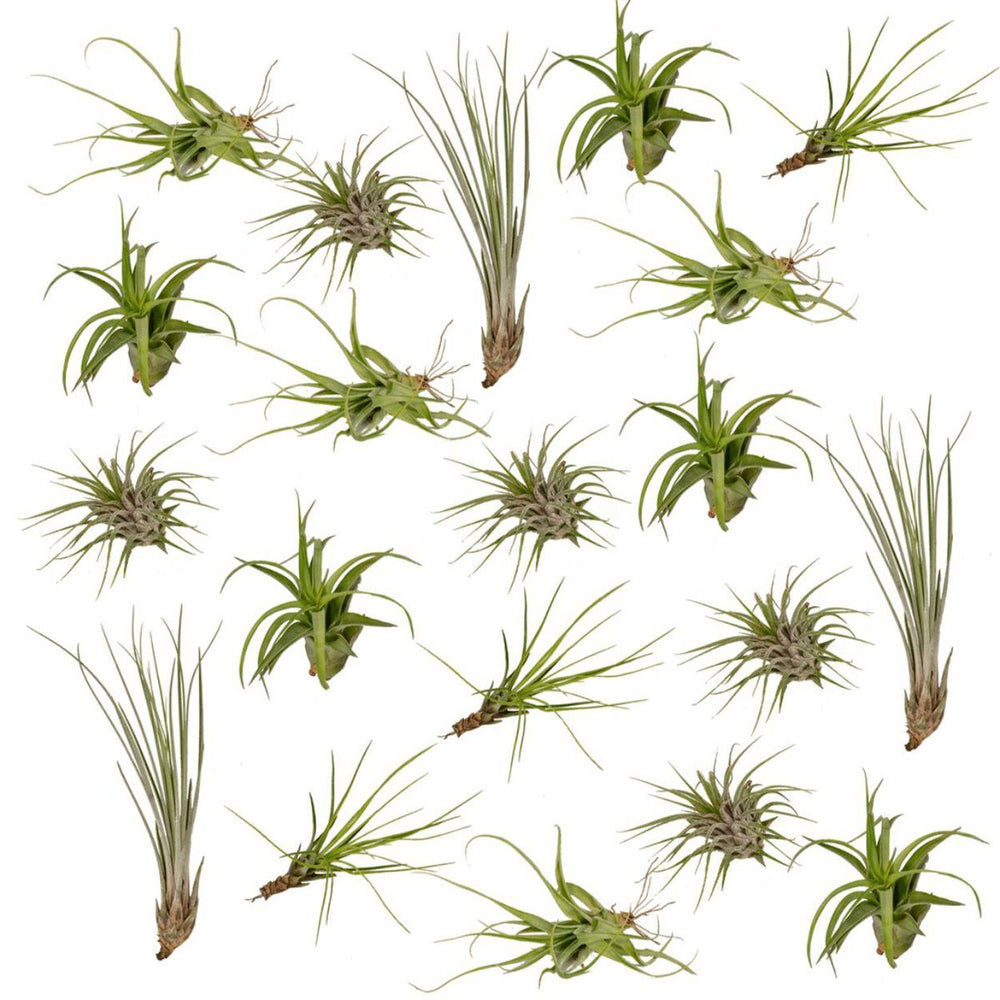 
                      
                        Tillandsia Air Mix – 20 Stück – ø6cm – ↕6cm
                      
                    