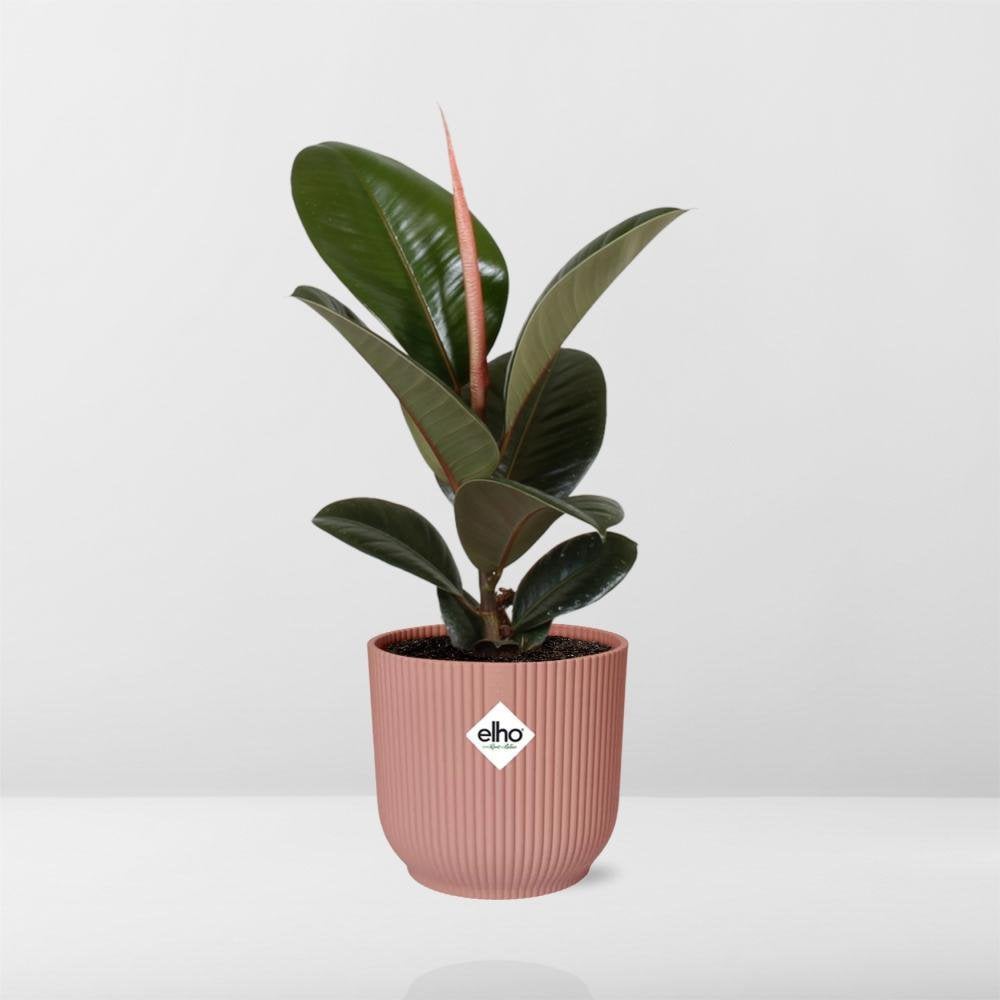 
                      
                        Ficus Elastica 'Robusta' in ELHO Vibes Fold Übertopf 14cm rosa
                      
                    