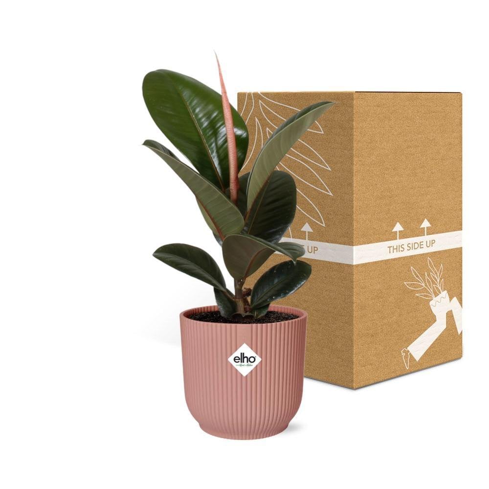 
                      
                        Ficus Elastica 'Robusta' in ELHO Vibes Fold Übertopf 14cm rosa
                      
                    