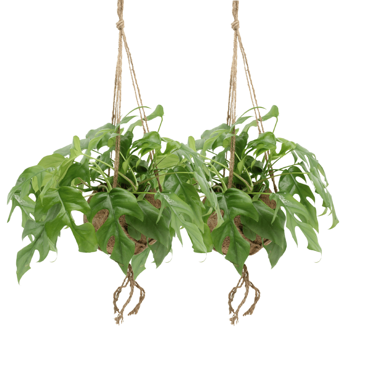 Kokodama Monstera minima hängen (Lochpflanze) - 2 Teile - Ø15 cm - ↕25 cm