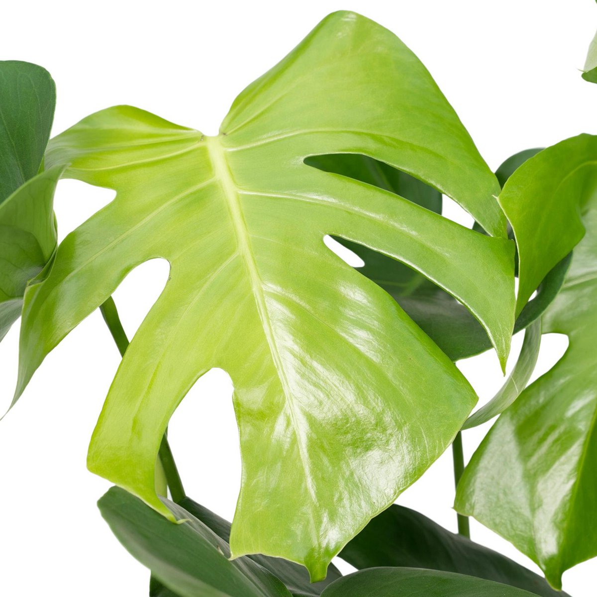 Monstera Deliciosa - Ø19cm - ↕60cm