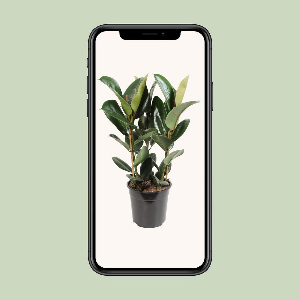
                      
                        Ficus Elastic Robust - Ø27cm - ↕85 cm
                      
                    