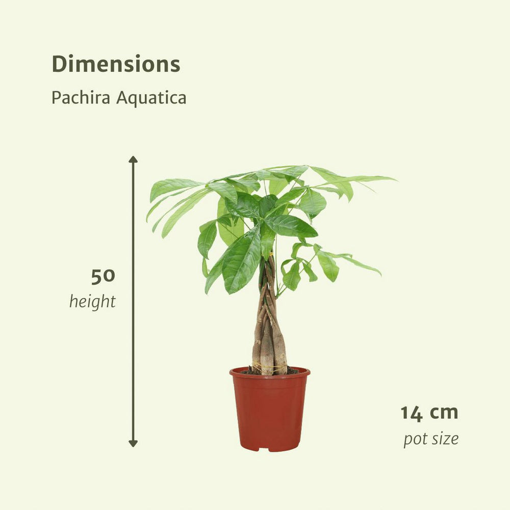 
                      
                        Pachira Aquatica - Geldbaum - 2 Stück - ø14cm - ↕50cm
                      
                    