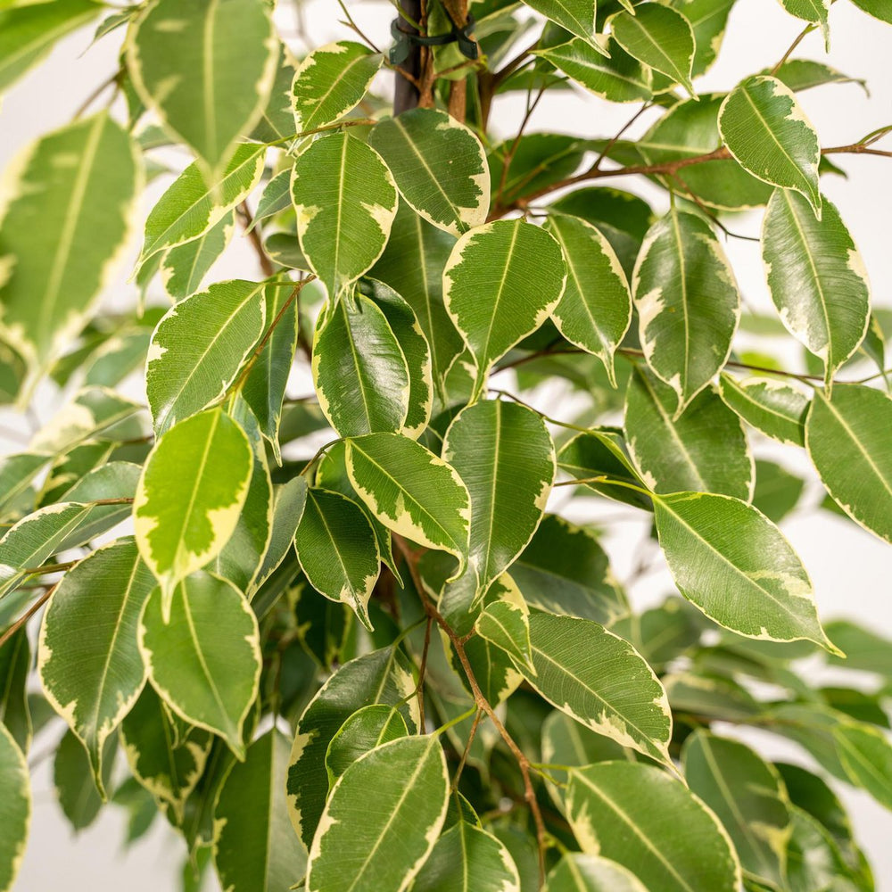 
                      
                        Ficus benjamina Goldenking - Ø21cm - ↕95cm
                      
                    