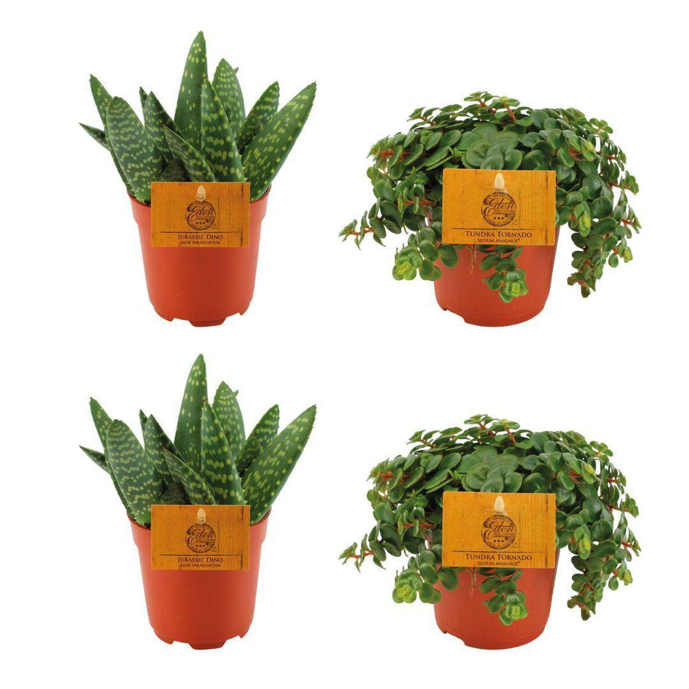 2x Aloe Paradisicum + 2x Sedum Tornado - 4 Stück - Ø10,5cm - ↕10cm