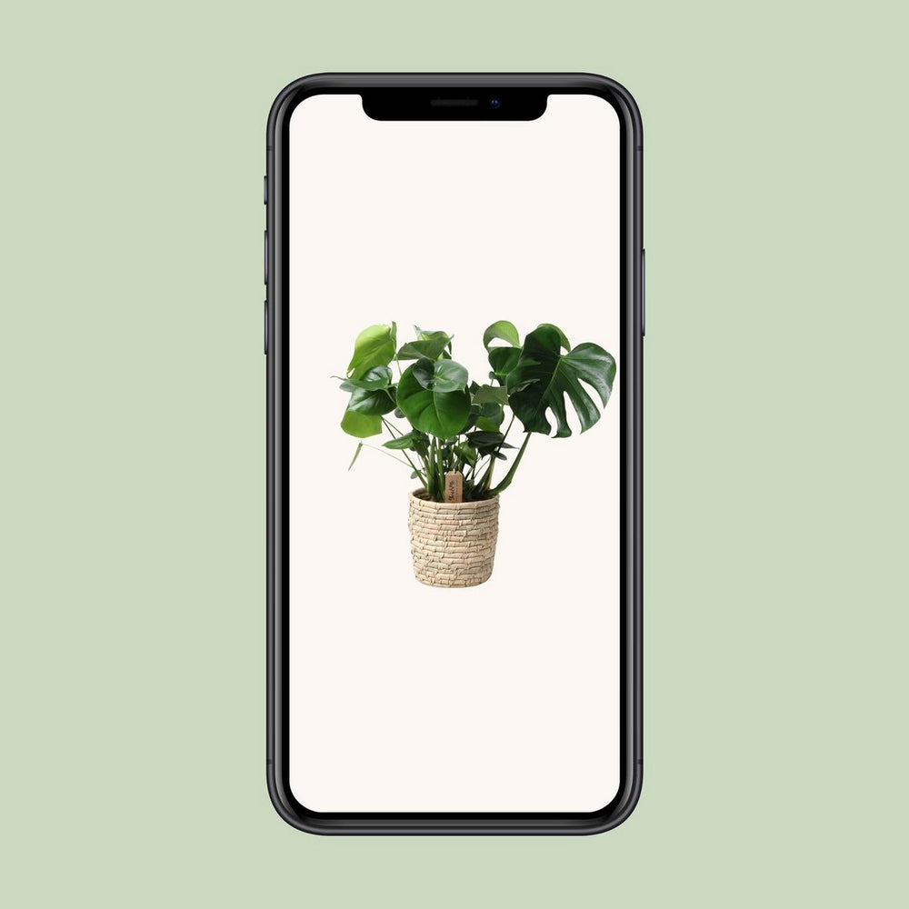 
                      
                        Monstera im Palmblattkorb – Pflanztopf Ø 21 cm | Höhe ca. 60 cm
                      
                    