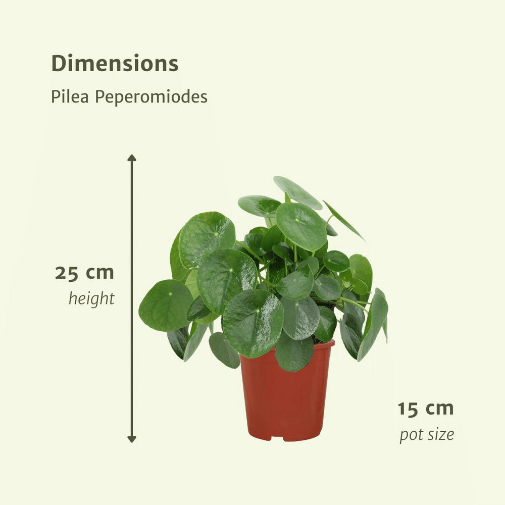 
                      
                        Pilea Peperomioides - Pfannkuchenpflanze, Chinamoneyplant - 2 Stück - ø15cm - ↕25 cm
                      
                    