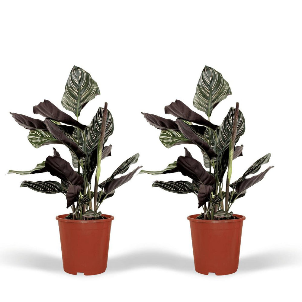 
                      
                        Calathea Ornata - Pfauenpflanze - 2 Stück - ø14cm - ↕50cm
                      
                    