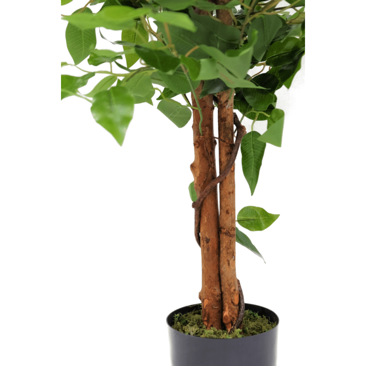 Künstlicher Ficusbaum 90 cm – Tannendiele BlumenGut Düsseldorf