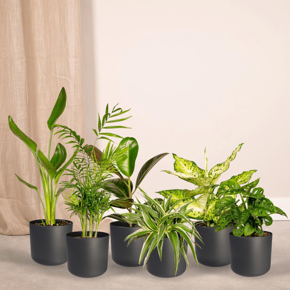 Überraschungsbox - 10 verschiedene Zimmerpflanzen - Ø12cm - ↕35cm