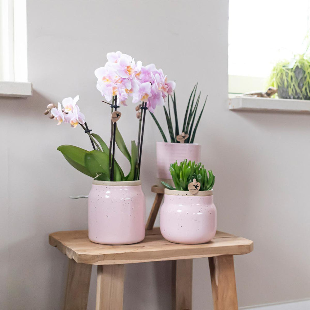 
                      
                        Orchideen – Überraschungsbox-Mix  – Überraschungsbox mit 4 verschiedenen Orchideen – frisch vom Züchter
                      
                    