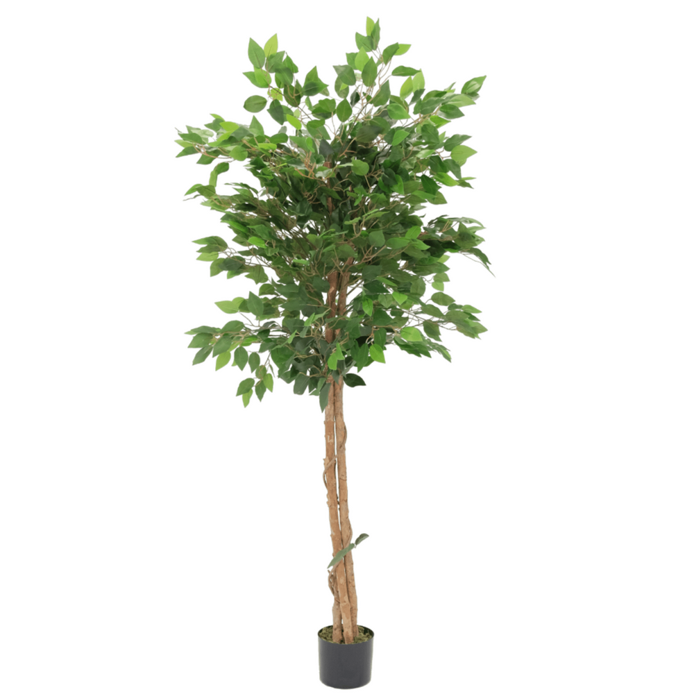 
                      
                        Künstlicher Ficus 150cm
                      
                    