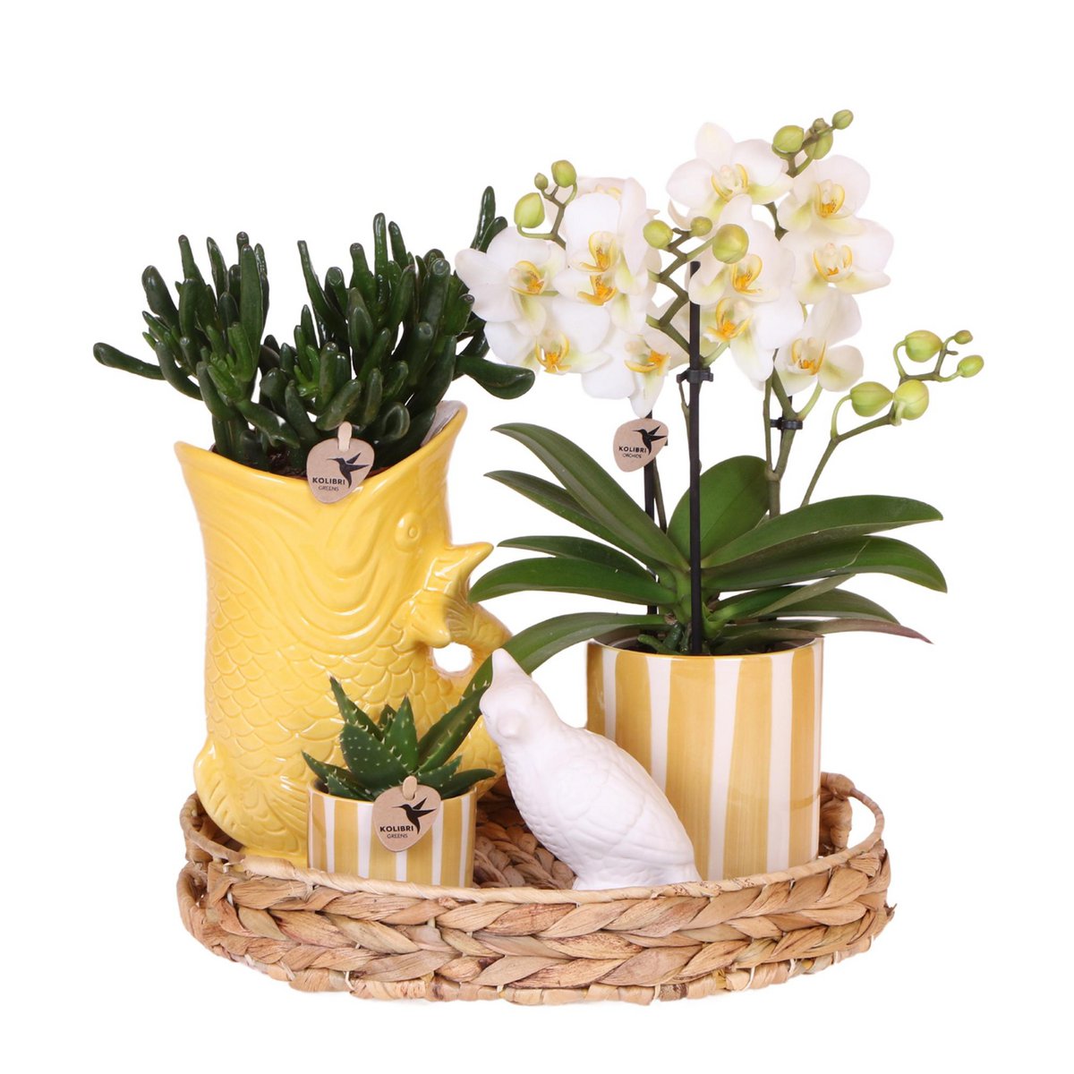 Geschenkset Mediterraner Sonnenuntergang | Pflanzenset mit weißer Phalaenopsis-Orchidee und Sukkulenten inkl. Keramik-Ziertöpfen