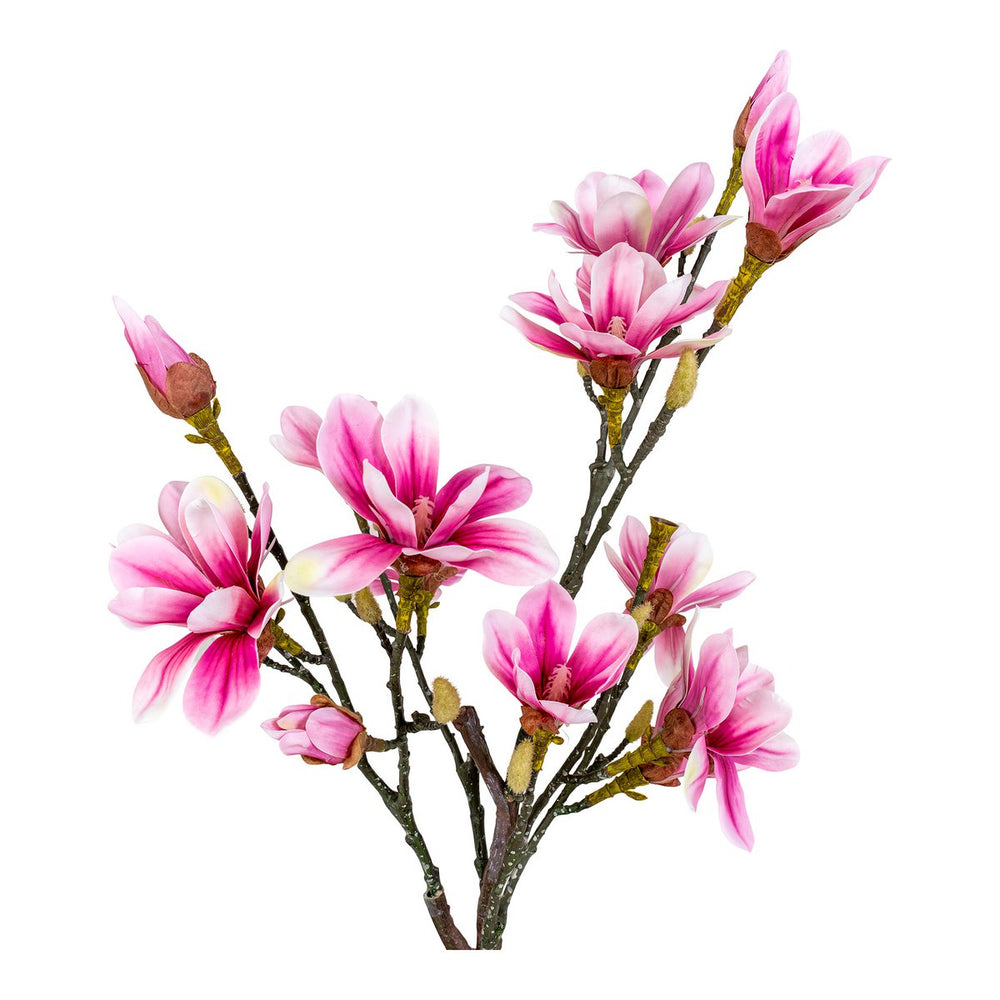 
                      
                        Magnolienbaum –
                      
                    