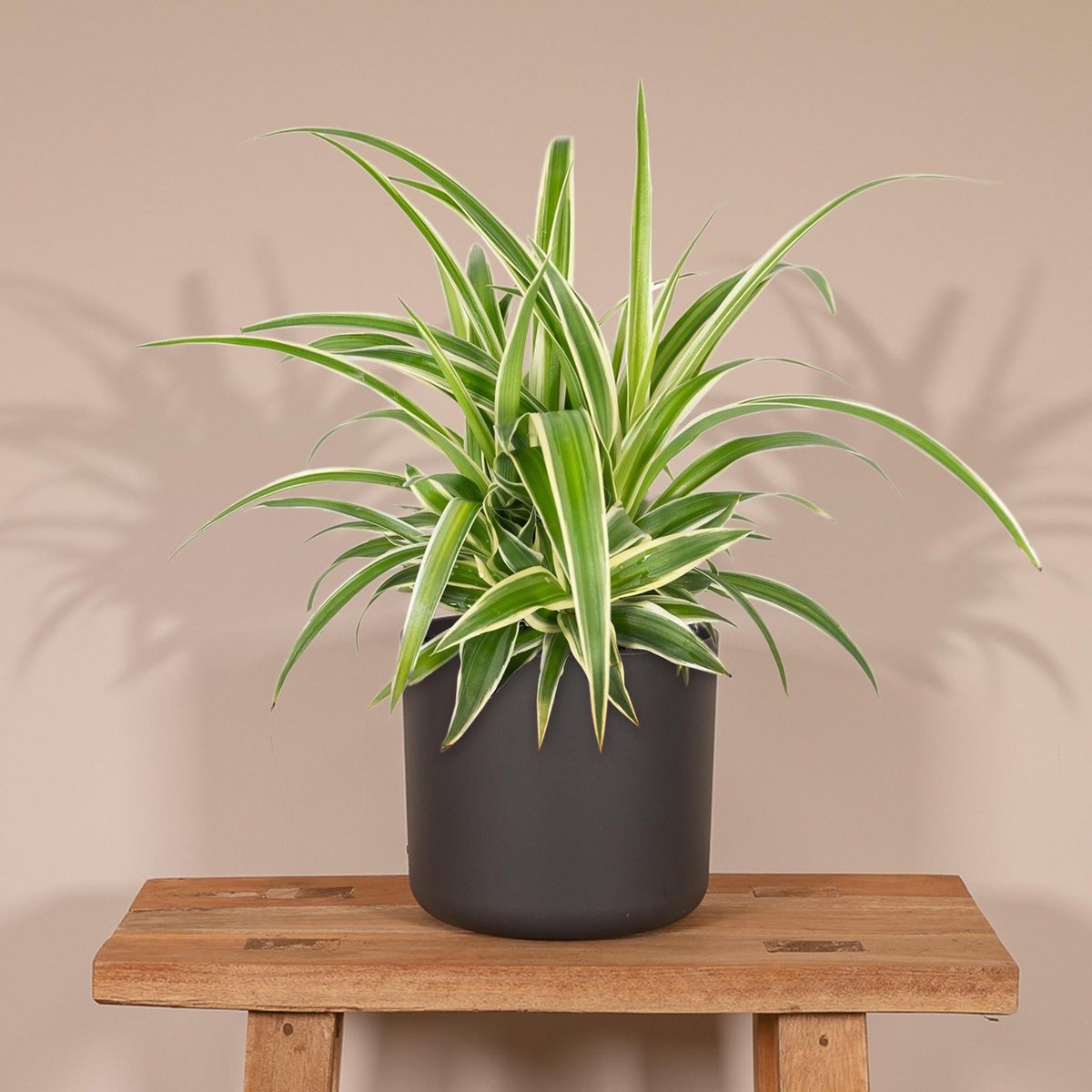 Chlorophytum - Graslilie - Ø12cm - ↕25cm