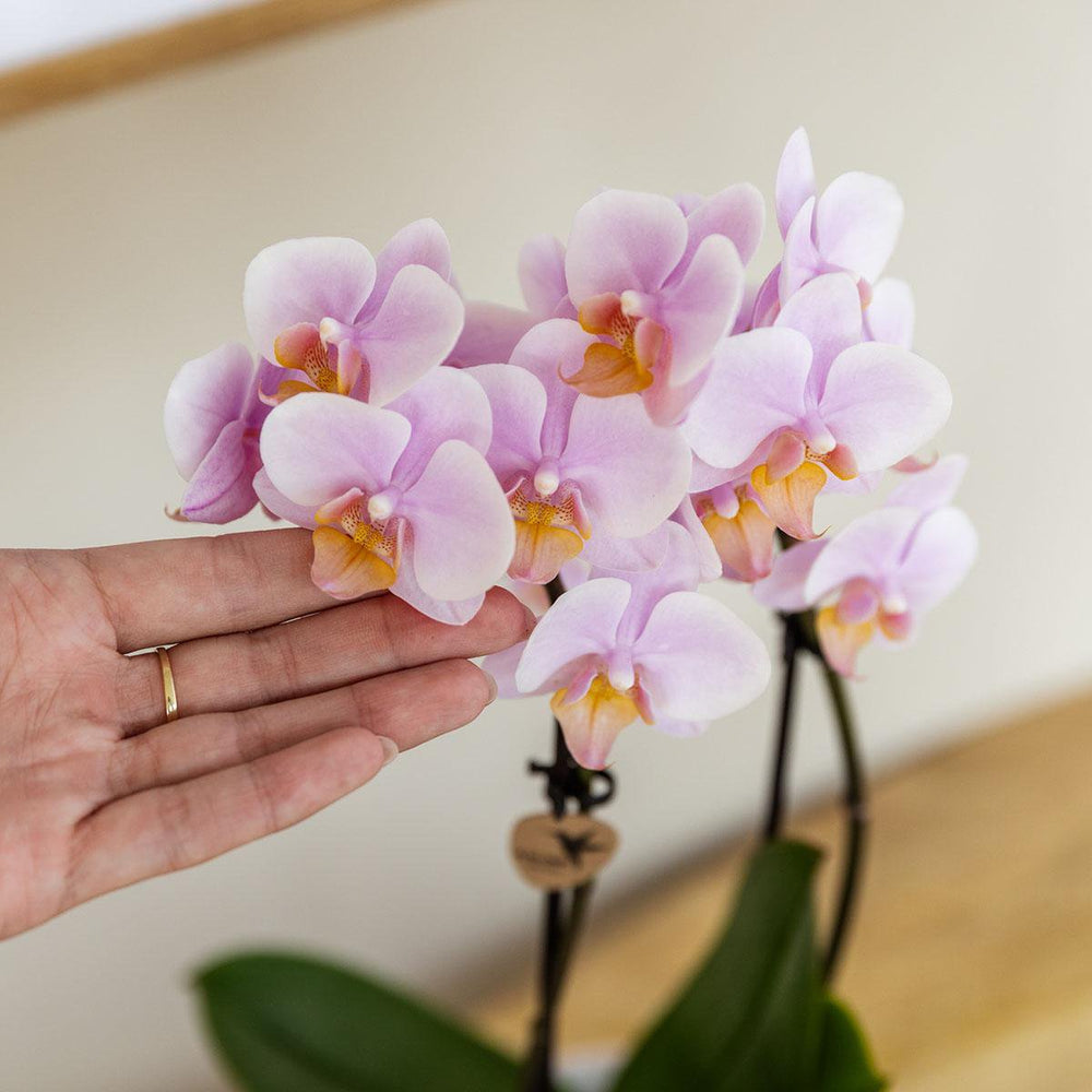 
                      
                        Grün Pflanze mit rosa Phalaenopsis-Orchidee Andorra in dekorativen Töpfen mit bemalten Streifen auf weißem Bio-Tablett
                      
                    