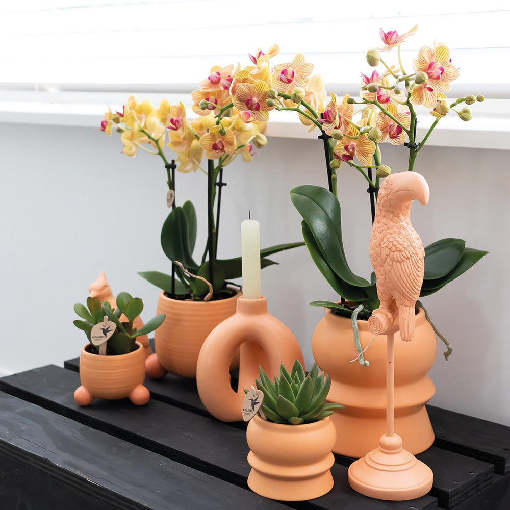 
                      
                        Rollender Pfirsich-Blumentopf – Pfirsichfarbener dekorativer Keramiktopf – Ø6 cm
                      
                    