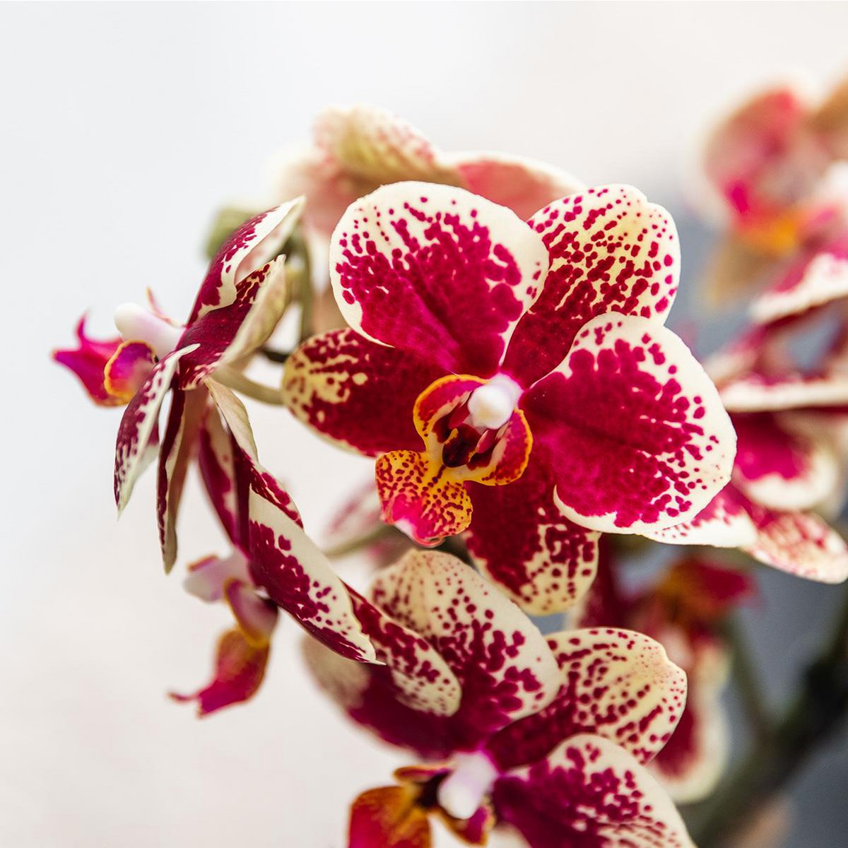 Orchideen | Gelb-rote Phalaenopsis-Orchidee - Spanien + Bienentopf - Topfgröße Ø9cm | blühende Zimmerpflanze – frisch vom Züchter