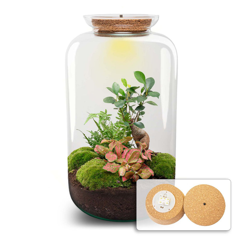 Terrarium-Bausatz – Sven Ginseng Bonsai – Flaschengarten – ↑ 43 cm