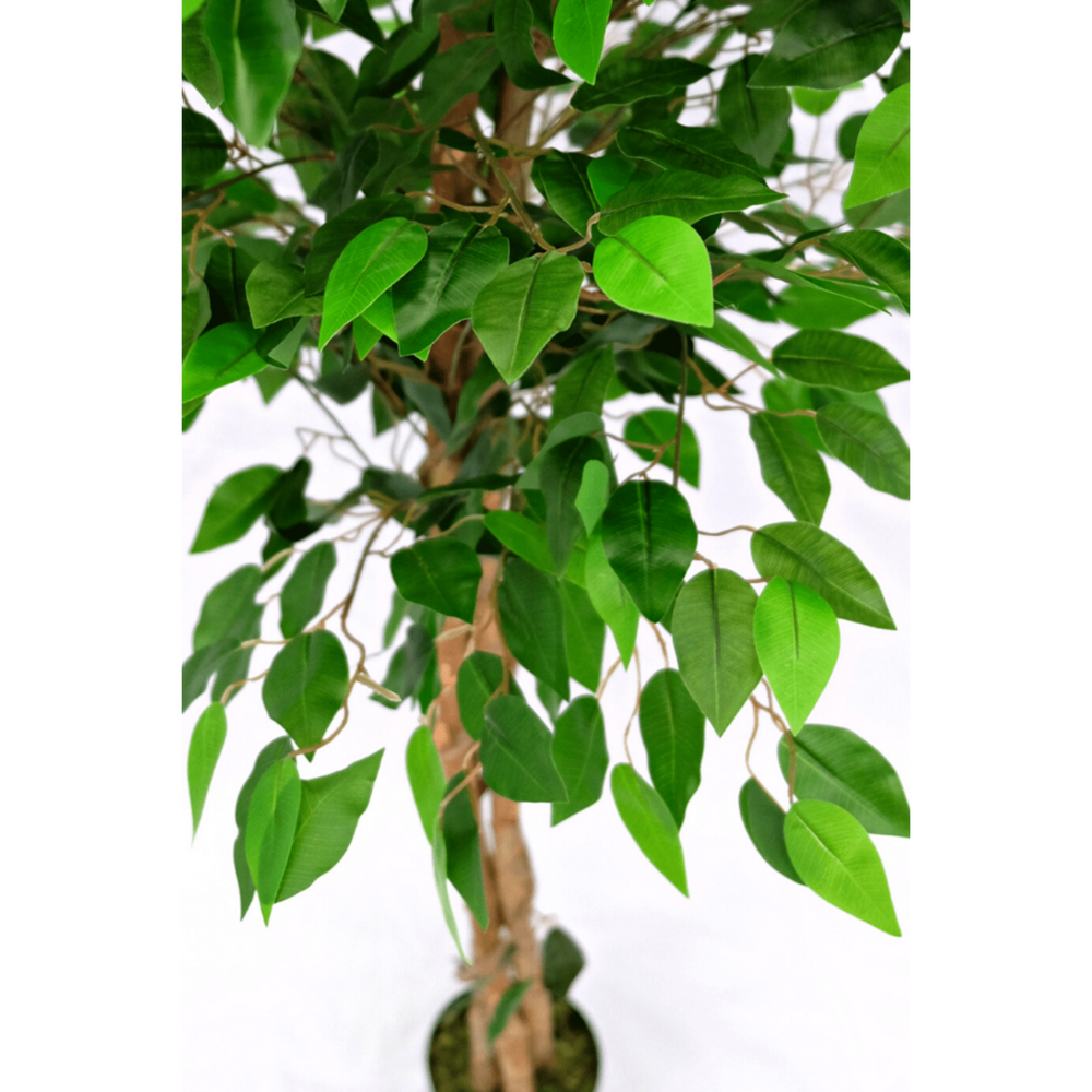 
                      
                        Künstlicher Ficus 150cm
                      
                    