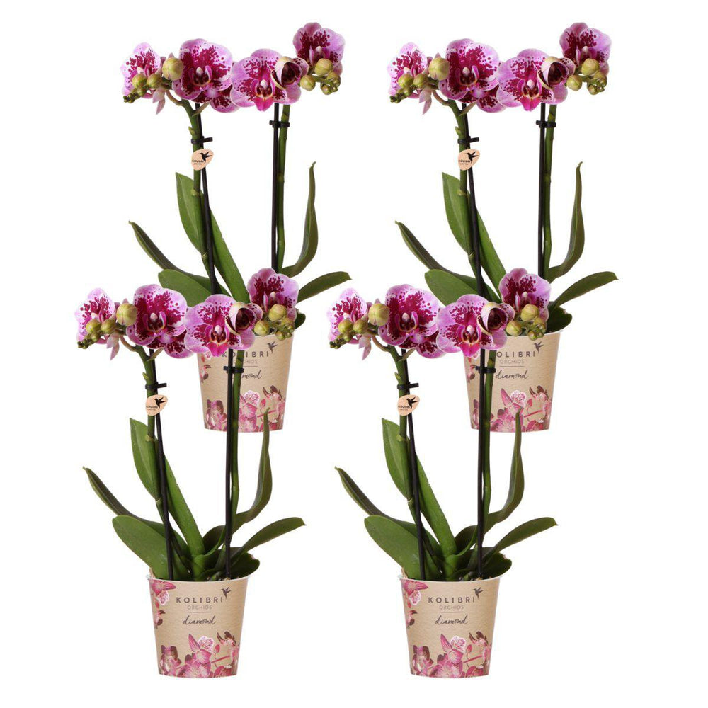 
                      
                        DEAL - KOMBI-ANGEBOT mit 4 rosa-lila Phalaenopsis-Orchideen - El Salvador - Topfgröße Ø9cm | blühende Zimmerpflanze – frisch vom Züchter
                      
                    