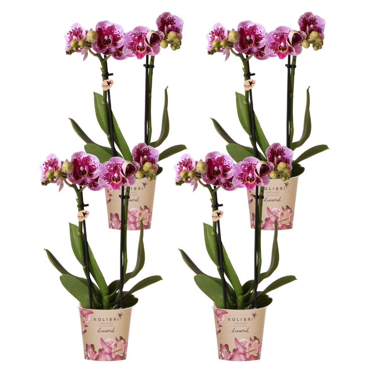 DEAL - KOMBI-ANGEBOT mit 4 rosa-lila Phalaenopsis-Orchideen - El Salvador - Topfgröße Ø9cm | blühende Zimmerpflanze – frisch vom Züchter