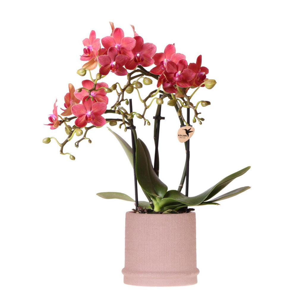 Rote Orchidee Kongo + Bali Dekotopf Sand - Topfgröße Ø9cm | blühende Zimmerpflanze – frisch vom Züchter