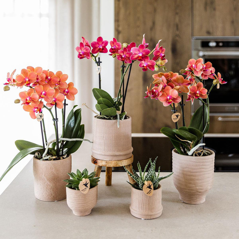 
                      
                        Rote Orchidee Kongo + Bali Dekotopf Sand - Topfgröße Ø9cm | blühende Zimmerpflanze – frisch vom Züchter
                      
                    