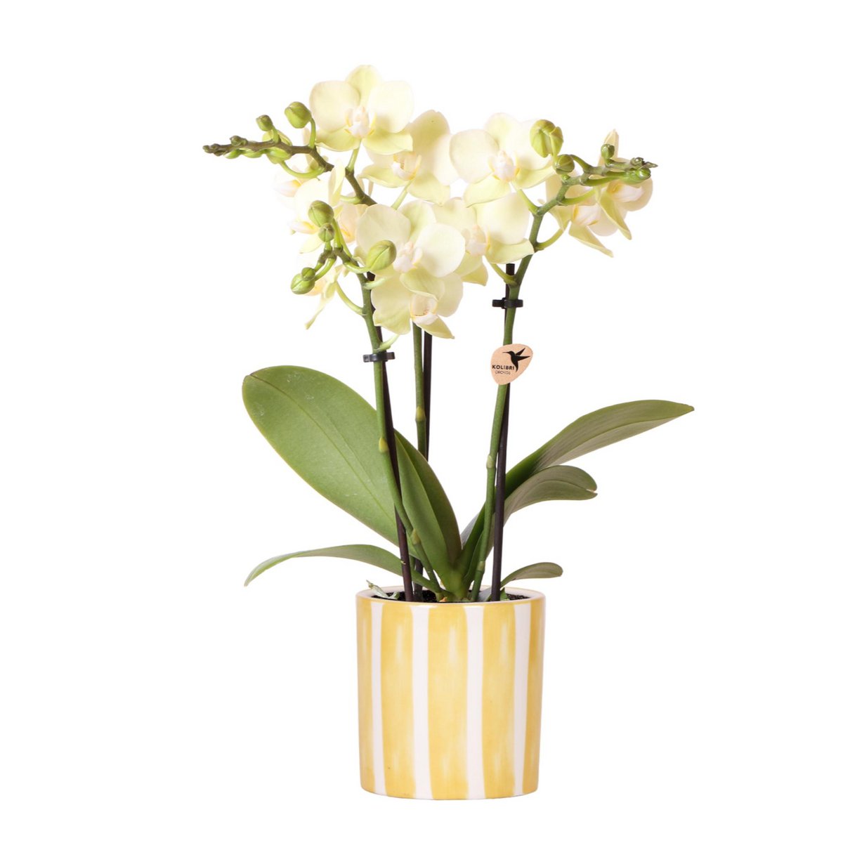 gelbe Phalaenopsis-Orchidee - Mexiko + Painted Stripe Topf gelb - Topfgröße Ø9cm | blühende Zimmerpflanze – frisch vom Züchter