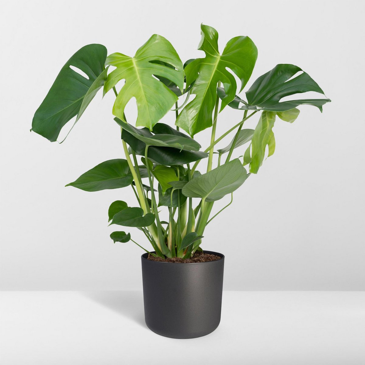 Monstera Deliciosa - Ø19cm - ↕60cm