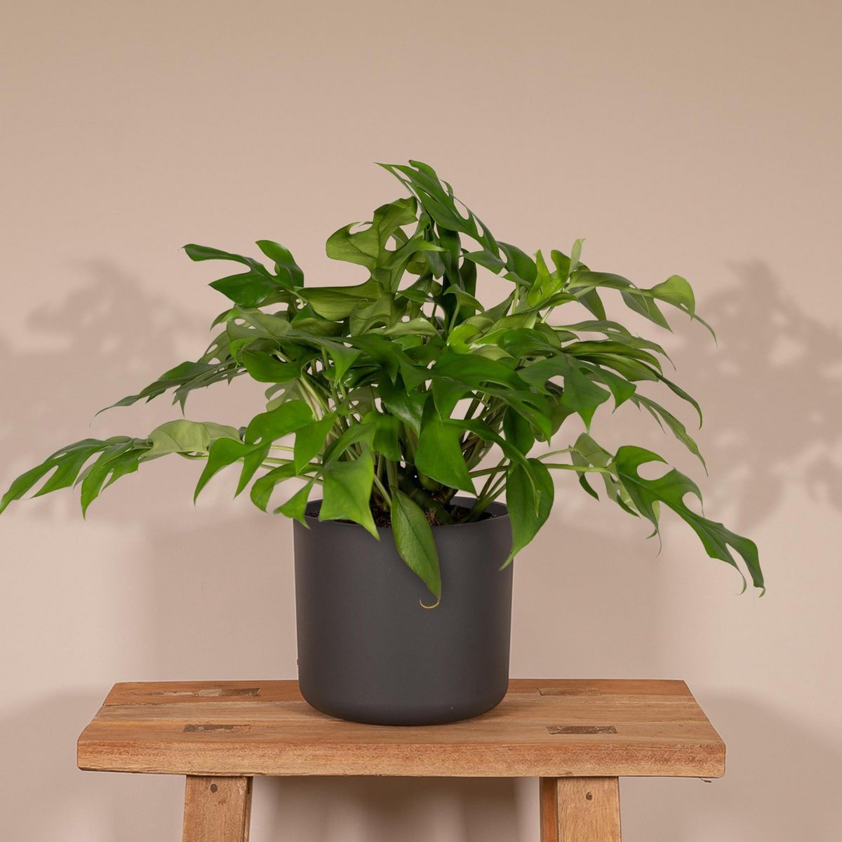 Monstera Minima - Lochpflanze - Ø15cm - ↕25cm