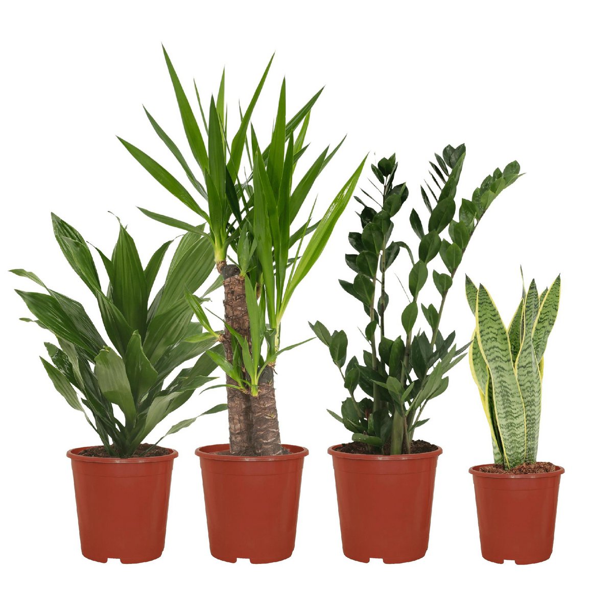 Easy Plantbox – 4 pflegeleichte Zimmerpflanzen | verschiedene Höhen