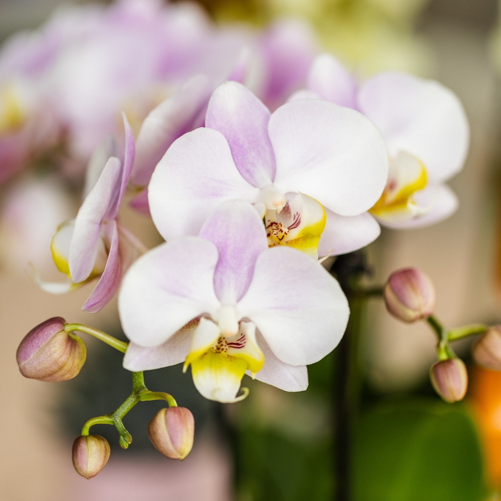 
                      
                        rosa Phalaenopsis-Orchidee Portugal + Mosa Dekotopf rosa - Topfgröße Ø9cm | blühende Zimmerpflanze – frisch vom Züchter
                      
                    