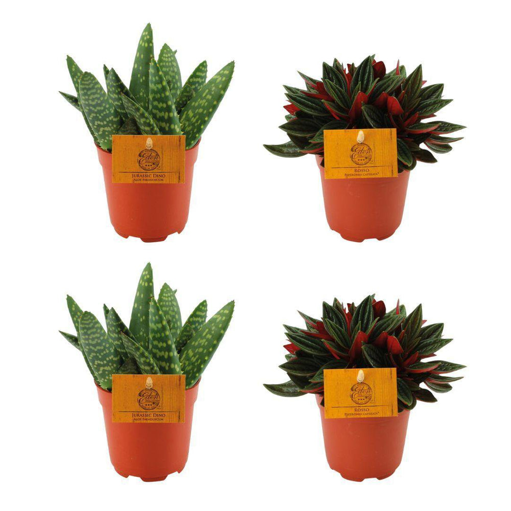 2x Aloe Paradisicum + 2x Peperomia Rosso - 4 Stück - Ø10,5cm - ↕10cm