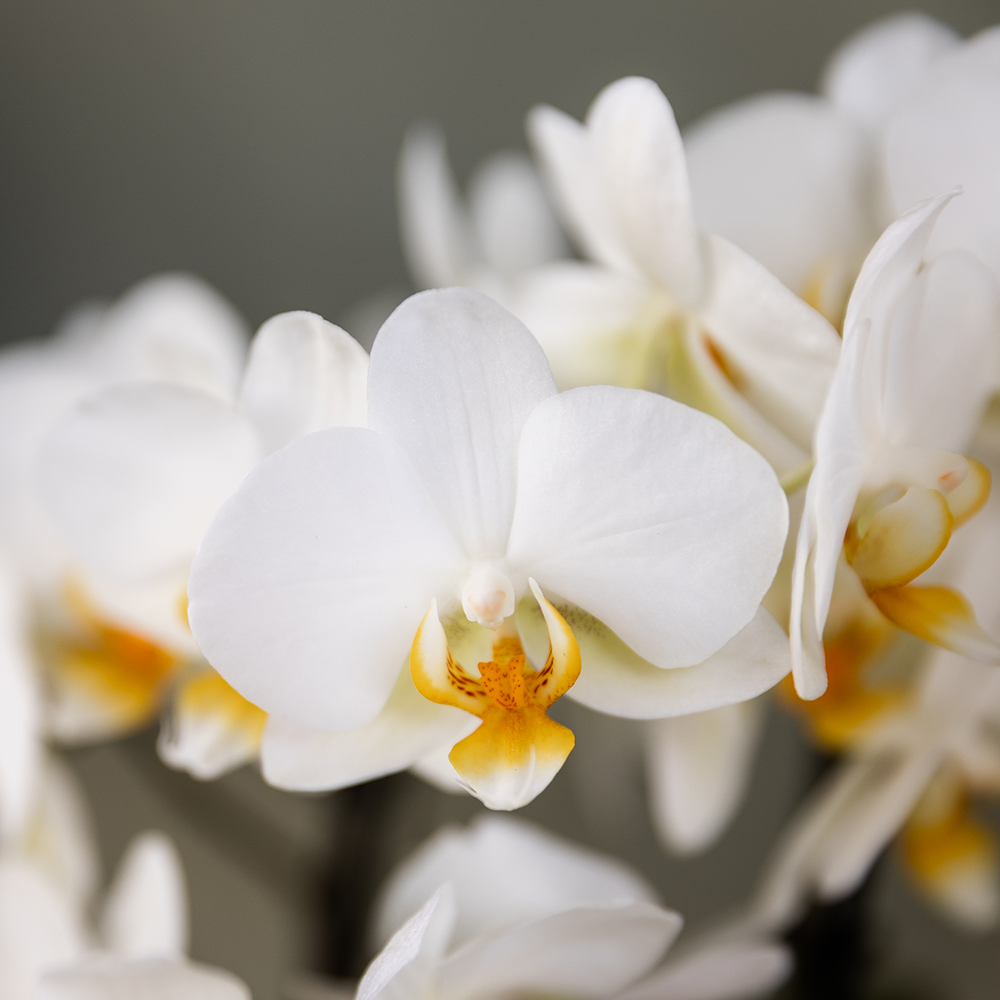 
                      
                        Kolibri Orchideen - Überraschungsbox -Mischung - Pflanzenvorteil Box - Überraschungsbox mit 2 verschiedenen Orchideen Ø9cm - frisch vom Züchter aus
                      
                    