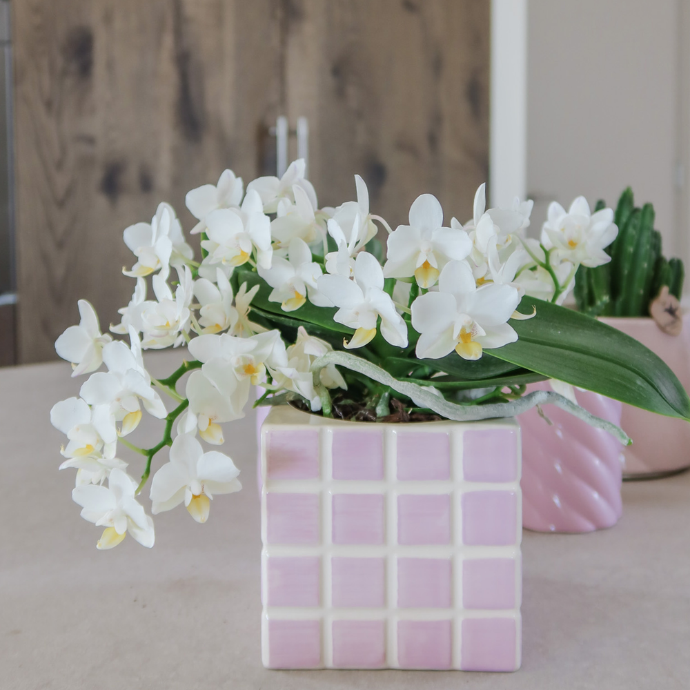 
                      
                        Übertopf „Mosa“ - Rosa - Ø9cm
                      
                    