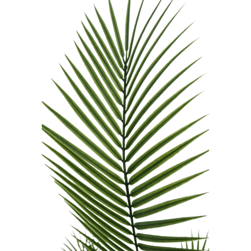 
                      
                        Künstliche Palme 180cm
                      
                    