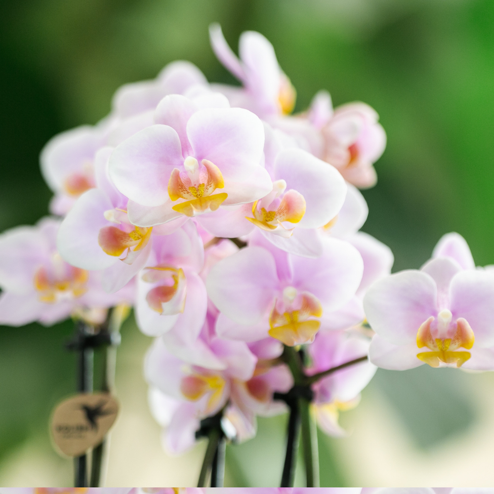 
                      
                        Grün Pflanze mit rosa Phalaenopsis-Orchidee Andorra in dekorativen Töpfen mit bemalten Streifen auf weißem Bio-Tablett
                      
                    