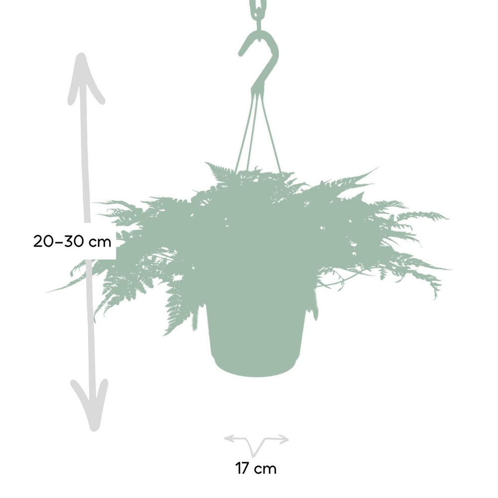 
                      
                        Hasenfußfarn, Humata Tyermannii Hang - - Ø17cm - ↕20cm
                      
                    