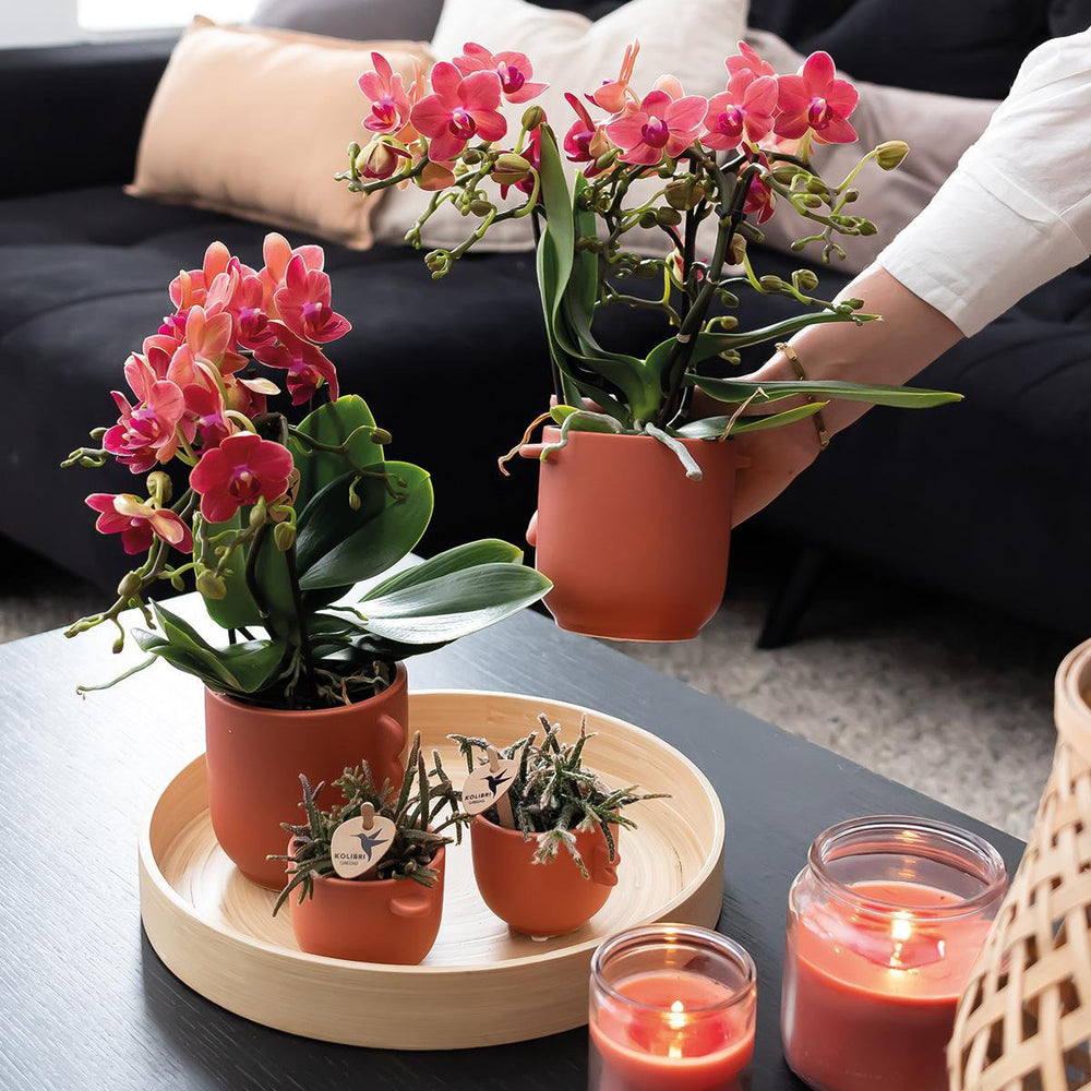 
                      
                        Deal von 2 roten Phalaenopsis -Orchideen - Kongo - Potmate Ø9cm -Firming -Raumpflanze - frisch vom Züchter
                      
                    