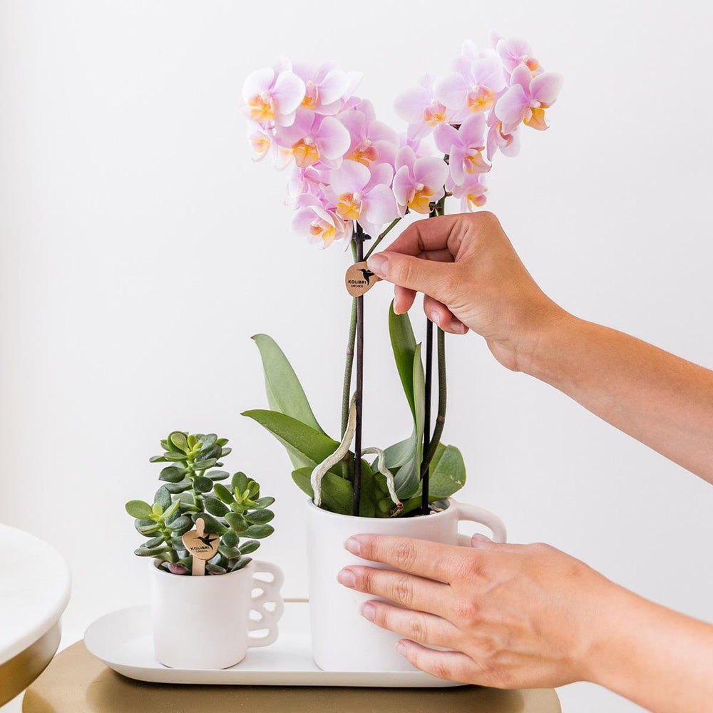 
                      
                        Orchideen – Überraschungsbox-Mix  – Überraschungsbox mit 4 verschiedenen Orchideen – frisch vom Züchter
                      
                    