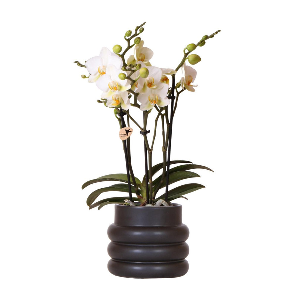 Weiße Phalaenopsis-Orchidee - Lausanne + Bubble Pot schwarz - Topfgröße Ø9cm | blühende Zimmerpflanze – frisch vom Züchter