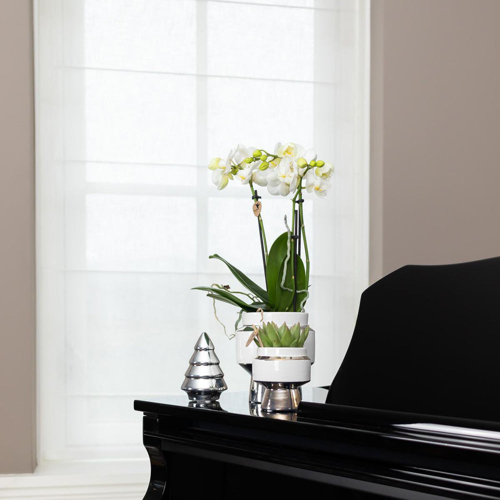 
                      
                        Le Chic Blumentopf – Weißer dekorativer Keramiktopf mit silbernen Details – Ø6 cm
                      
                    