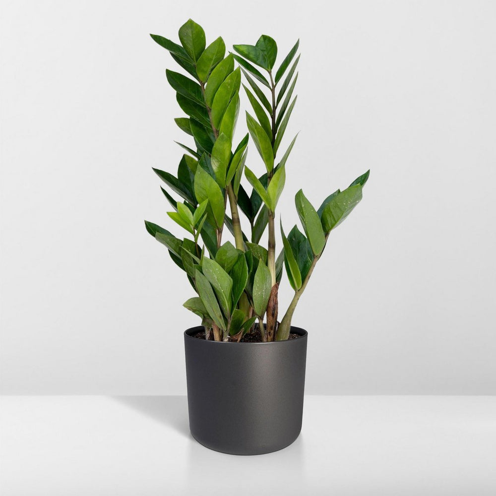 
                      
                        Zamioculcas Zamiifolia - Smaragdpalme - ø12cm - ↕40cm
                      
                    