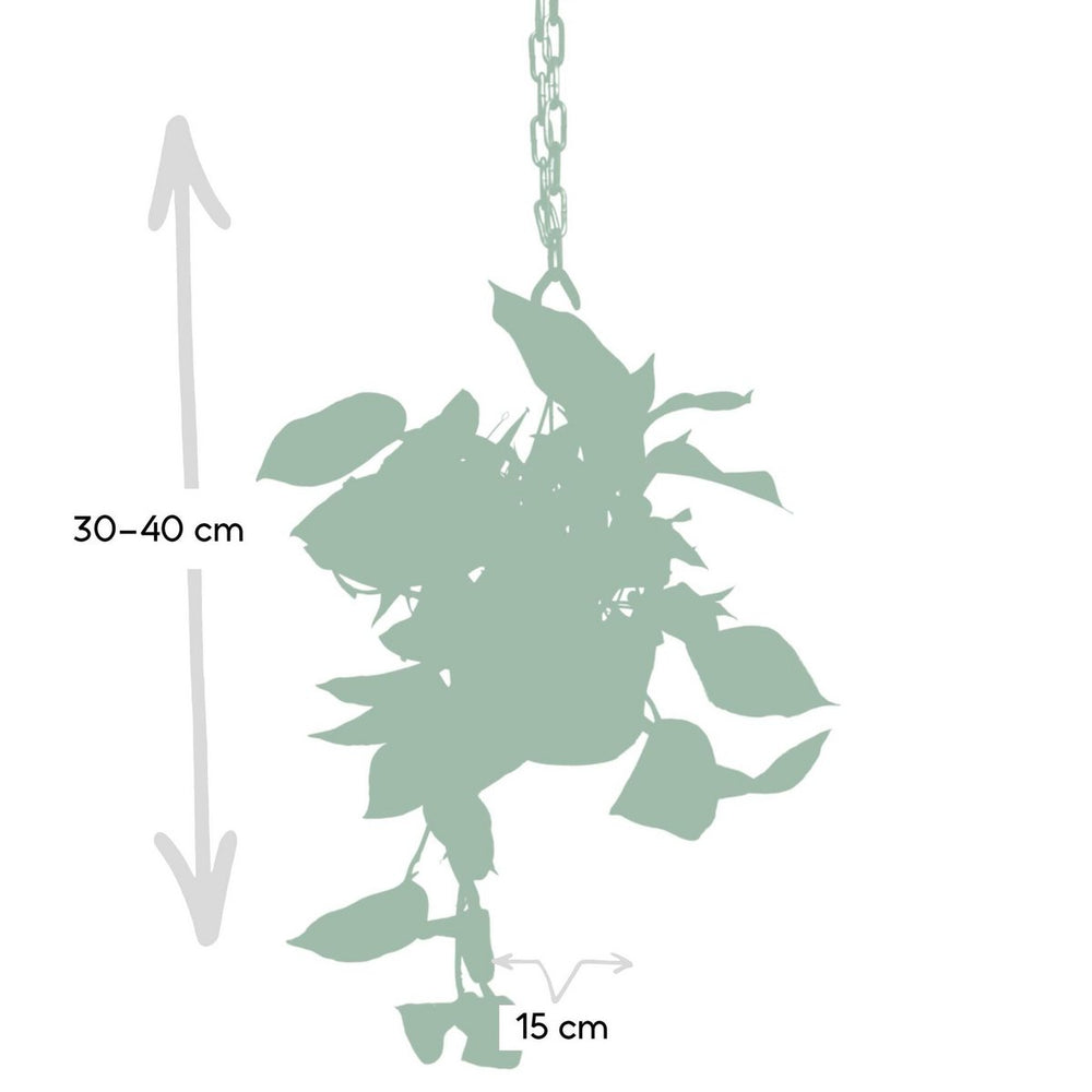 
                      
                        Epipremnum Eufeutute Marmorkönigin - Scindapsus - Ø15cm - ↕25cm
                      
                    