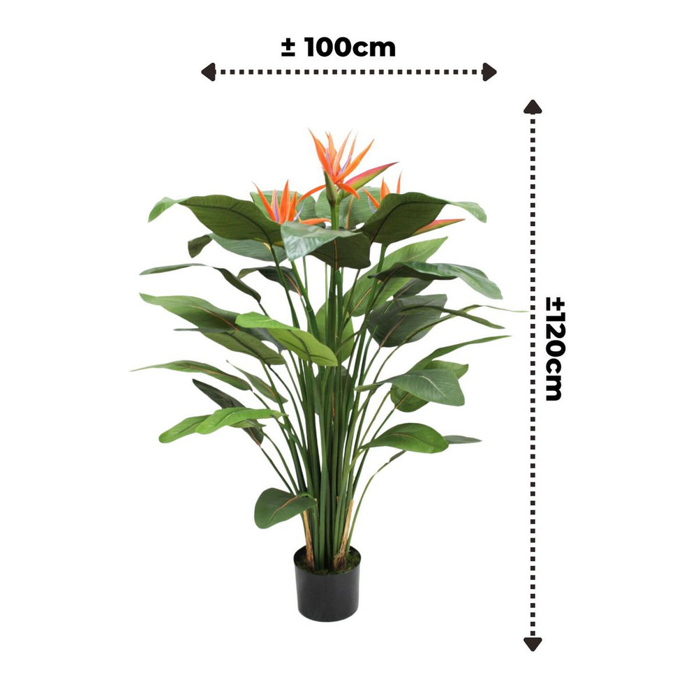 
                      
                        Strelitzia Kunstpflanze 120cm mit Blüte
                      
                    