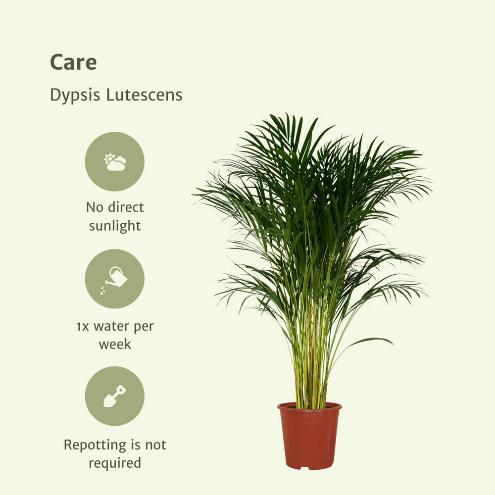 
                      
                        Dypsis Lutescens - Areca-Palme - Ø24cm - ↕120cm
                      
                    