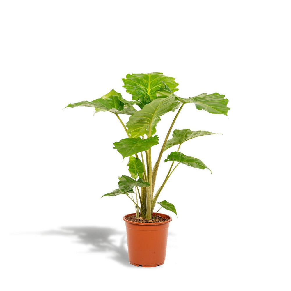 
                      
                        Elefantenohr, Alocasia Portodora – Ø21cm – ↕80cm
                      
                    