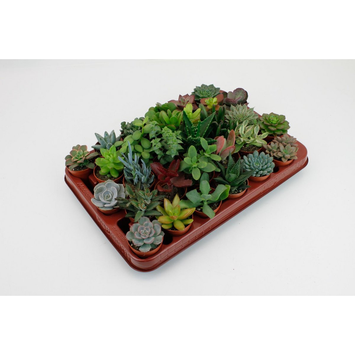 Mini Succulenten Mischung – 30 Stück – Ø5,5 cm – ↕7 cm