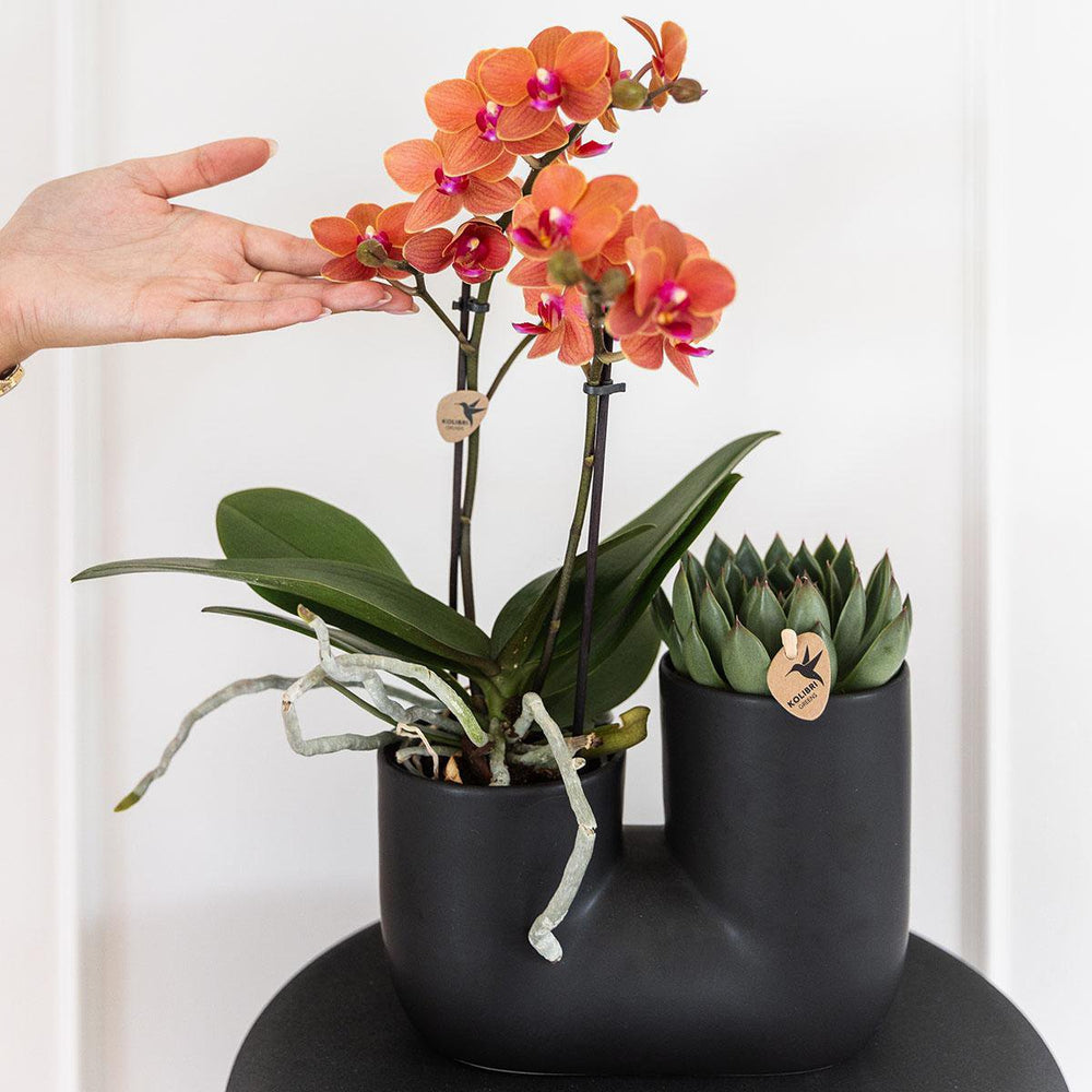 
                      
                        Set aus orangefarbener Orchidee Bolzano und Sukkulente im Röhren-Ziertopf schwarz - Topfgröße Ø9cm | blühende Zimmerpflanze – frisch vom Züchter
                      
                    